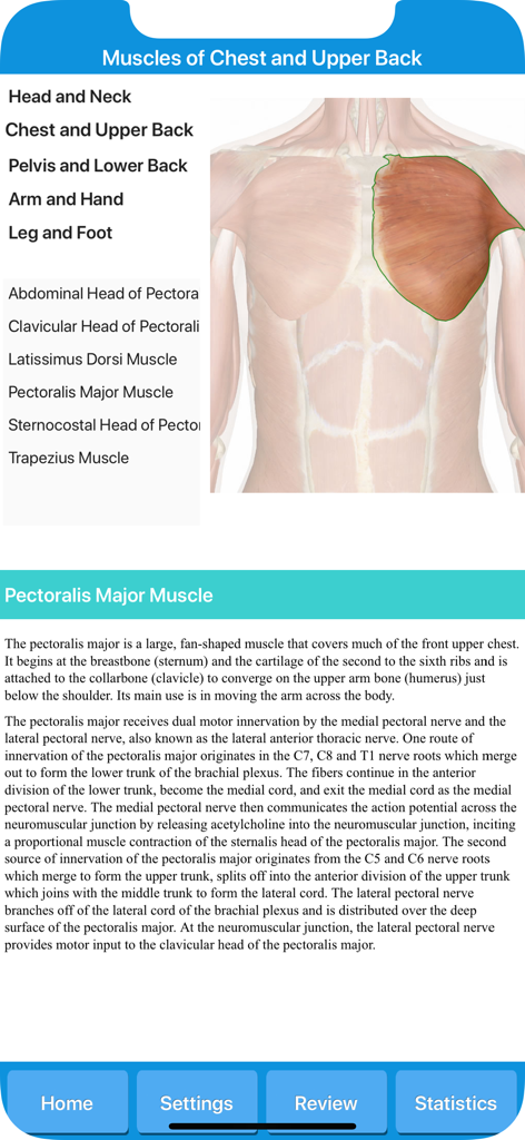 Muscle System Anatomy - Education App | MWM