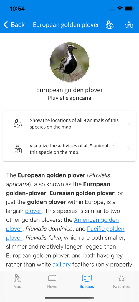 Animal Tracker - Species information screen for the European golden plover in the Animal Tracker app.