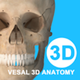 维萨里3D解剖-2024开学必备解剖工具