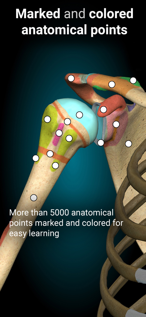 Anatomy Learning - 3D Anatomy - Detailed 3D shoulder joint with colored anatomical markers in the Anatomy Learning app