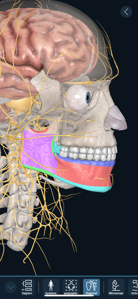 3D Organon - 3D anatomical visualization of a human head skull and nervous system