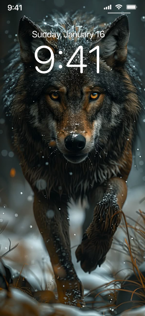 Lone Wolf Wallpapers 4K - A high-resolution wolf wallpaper shown as a lock screen on an iPhone