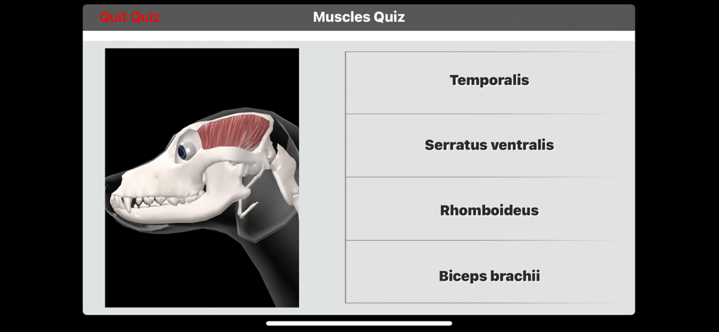 Prueba de músculos de la aplicación Anatomía del Perro Canino 3D que muestra un cráneo de perro con el músculo temporal resaltado en rojo para su identificación.