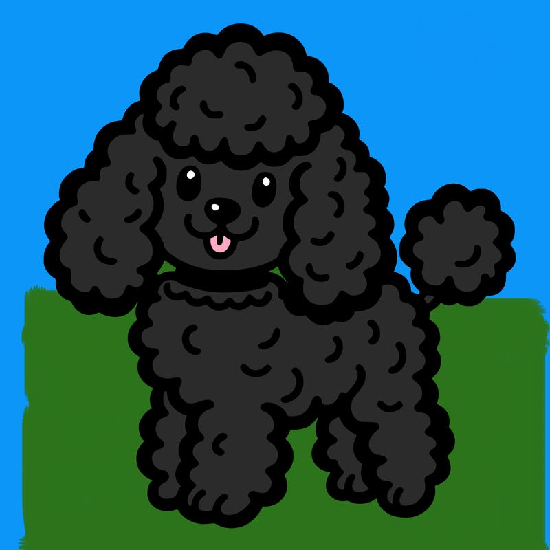 poodle dog
