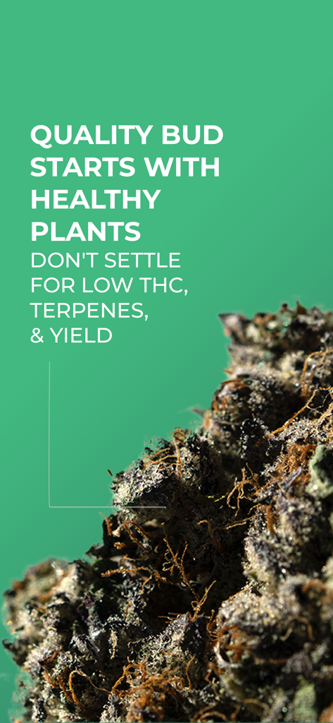 GrowDoc - Close up of a healthy cannabis bud with text about quality and yield