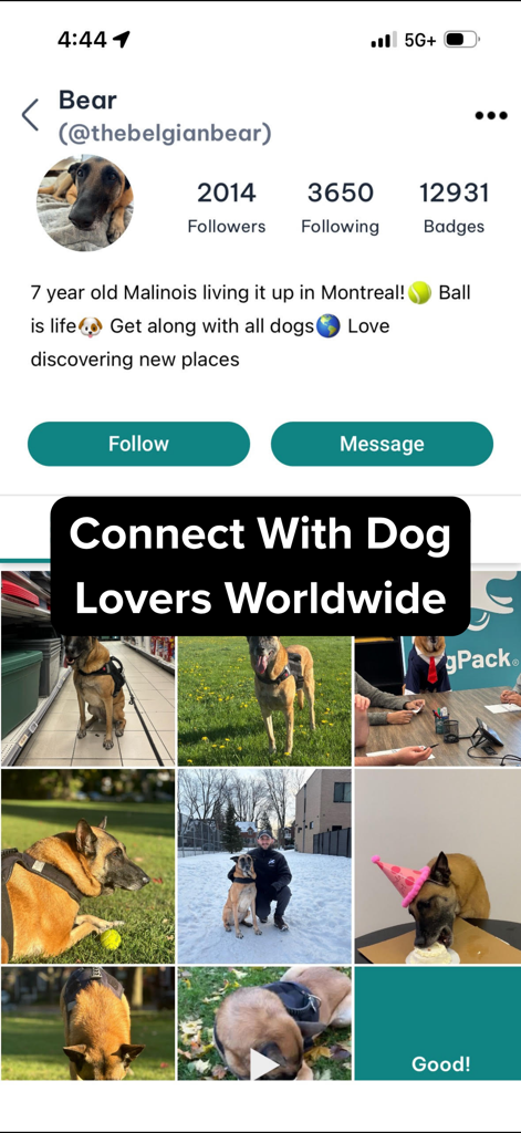 Ein Screenshot der DogPack-App, der ein soziales Profil für einen Malinois-Hund namens Bear mit Followern, einer Fotogalerie und einem Aufruf zur Kontaktaufnahme mit Hundeliebhabern zeigt.
