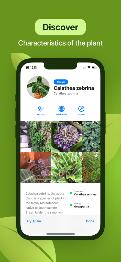 Leaf Identification - Pantalla de smartphone mostrando detalles y características de una planta Calathea zebrina en la aplicación Leaf Identification.