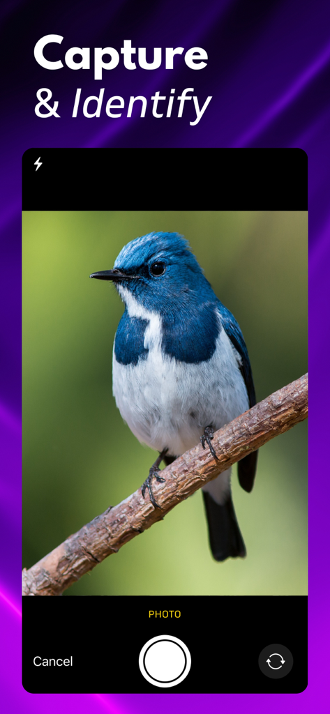 Interfaz de la aplicación móvil Bird ID que muestra un pájaro azul en la vista de la cámara con el texto Capturar e Identificar