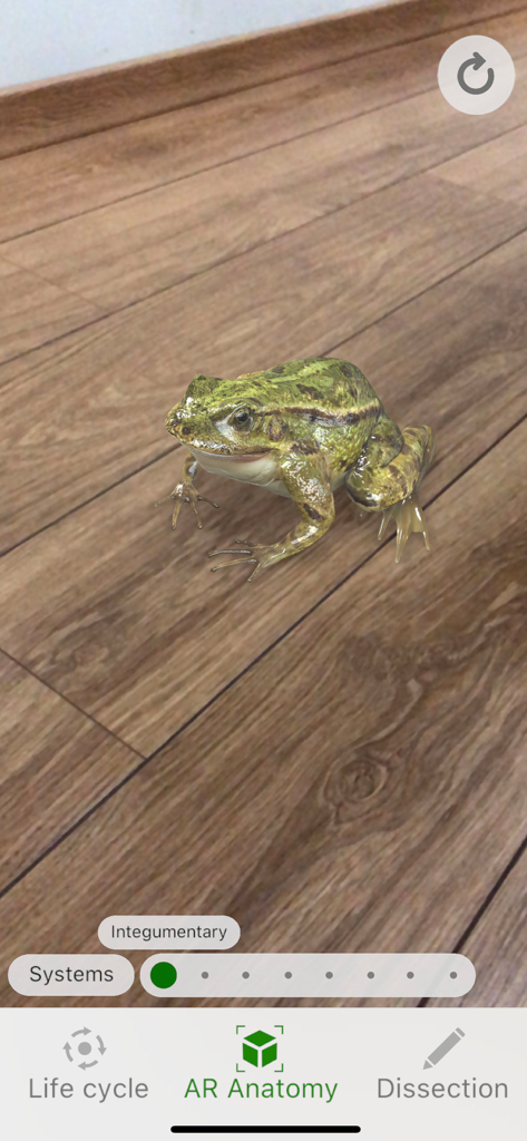 A realistic 3D frog shown in augmented reality on a wooden floor within the Froggipedia educational app