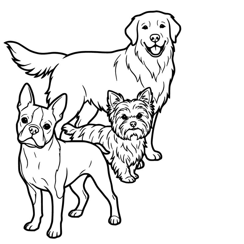 boston terrier yorkshire terrier and golden retriever