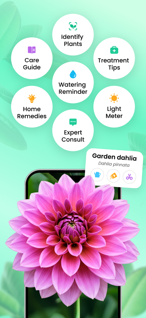 Plant Parent: Plant Care Guide - Plant Parentアプリのインターフェースに、ピンクのダリアの識別と、ケアガイドや水やりリマインダーの円形のアイコンが表示されている様子