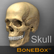 BoneBox™ - Skull Viewer
