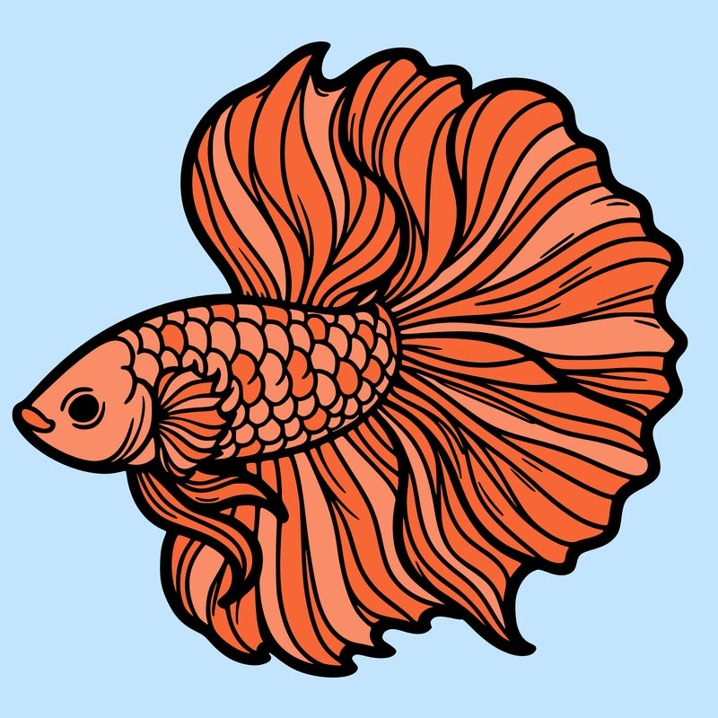 betta fish