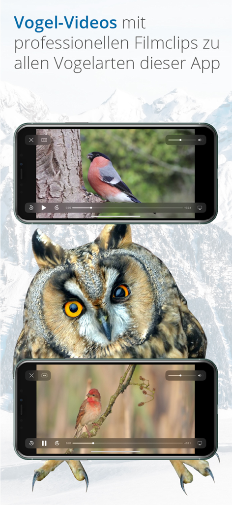 Écrans de smartphone affichant des vidéos d'oiseaux avec un grand hibou en arrière-plan