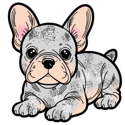 frenchie
