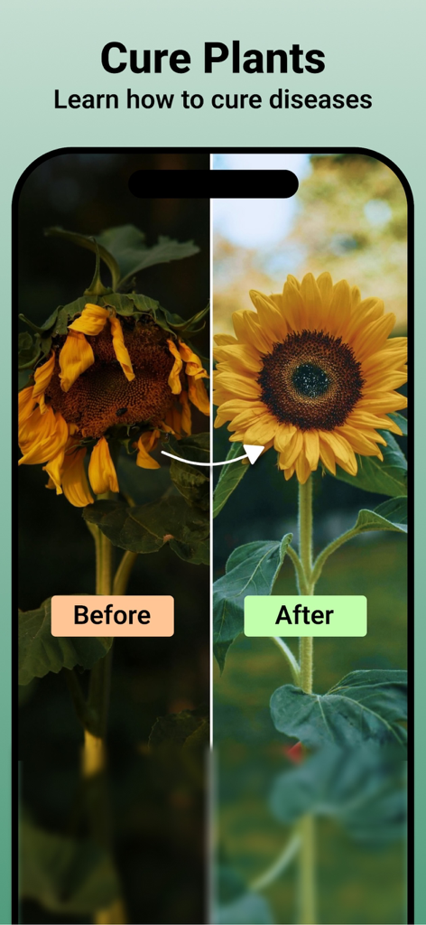 Jungle: Plant Identification - Before and after comparison of a sunflower being cured of diseases with the Jungle app