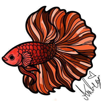 betta fish