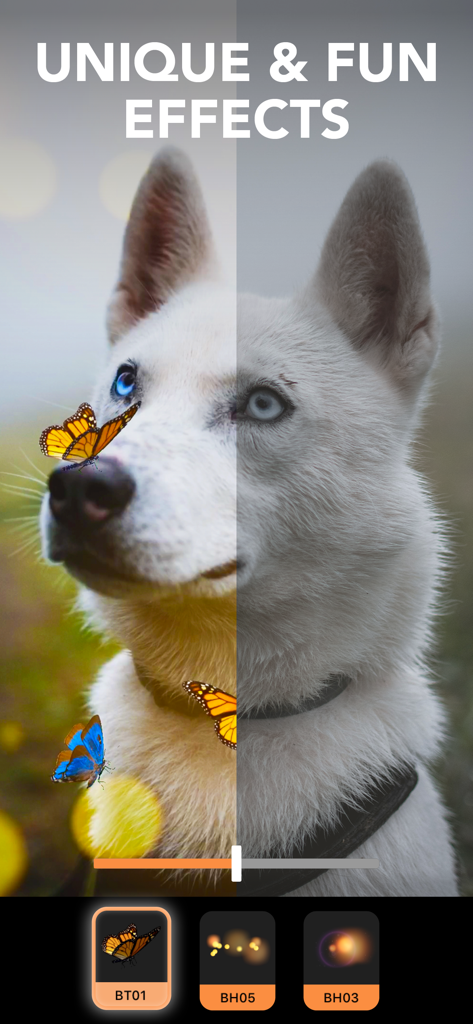 A before and after comparison of a dog photo with butterfly overlays and light effects using Motionleap