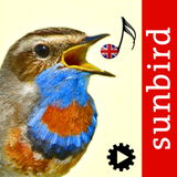 Bird Song Id UK - アプリアイコン