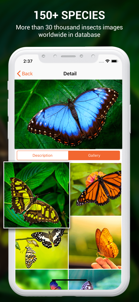 Insect identifier by photo - Pantalla de la aplicación identificador de insectos que muestra una galería de varias especies de mariposas, incluida una gran morpho azul
