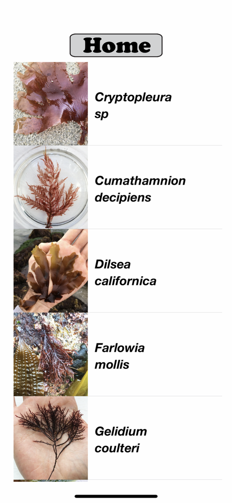 Pantalla de inicio de la aplicación Seaweed Sorter que muestra una lista de varias especies de algas con sus nombres científicos y fotos correspondientes.