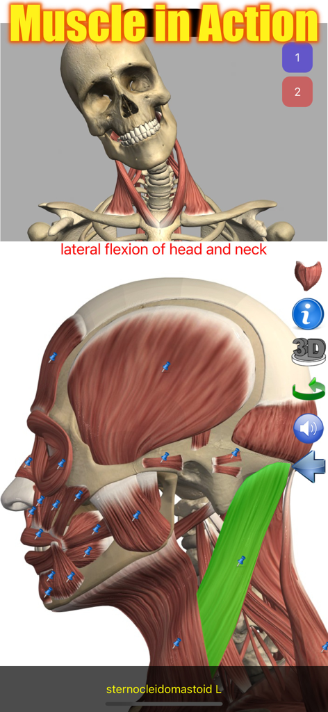 3D anatomical model showing head and neck muscle movement and highlighted sternocleidomastoid