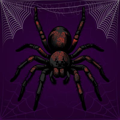 realistic spider