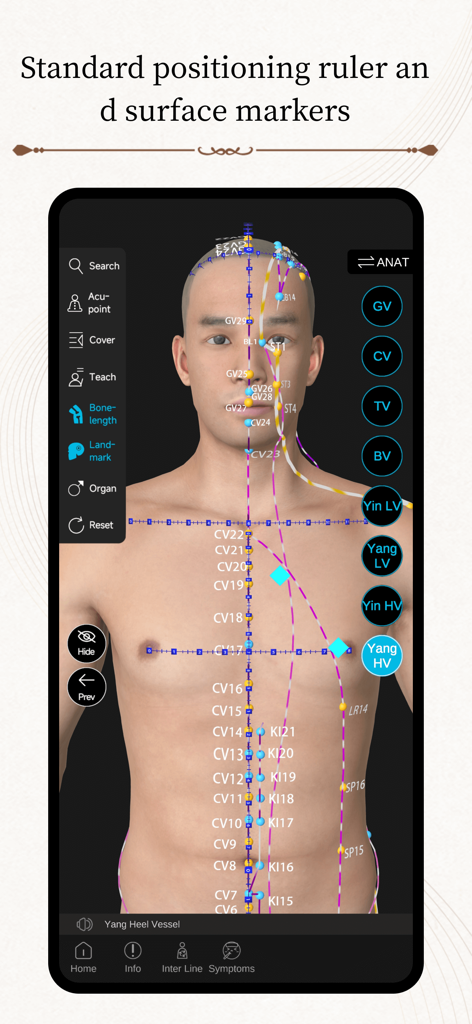 Acupuncture Master - Un modelo humano 3D en la aplicación Acupuntura Master que muestra meridianos y una regla de posicionamiento estándar para una localización precisa de puntos