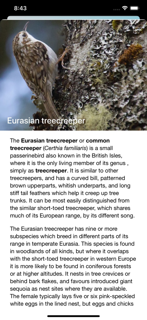Bird Song/Photo Identification - Interface do aplicativo móvel mostrando uma foto e texto descritivo para a espécie de pássaro Trepa-folhas-euroasiático