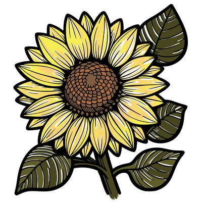 sunflower