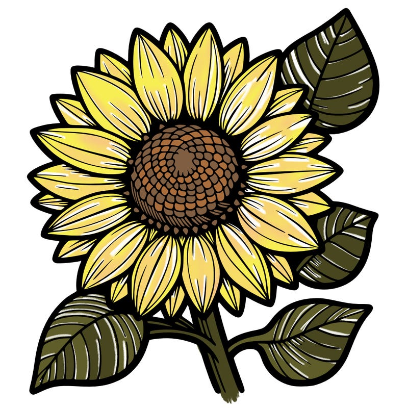 sunflower