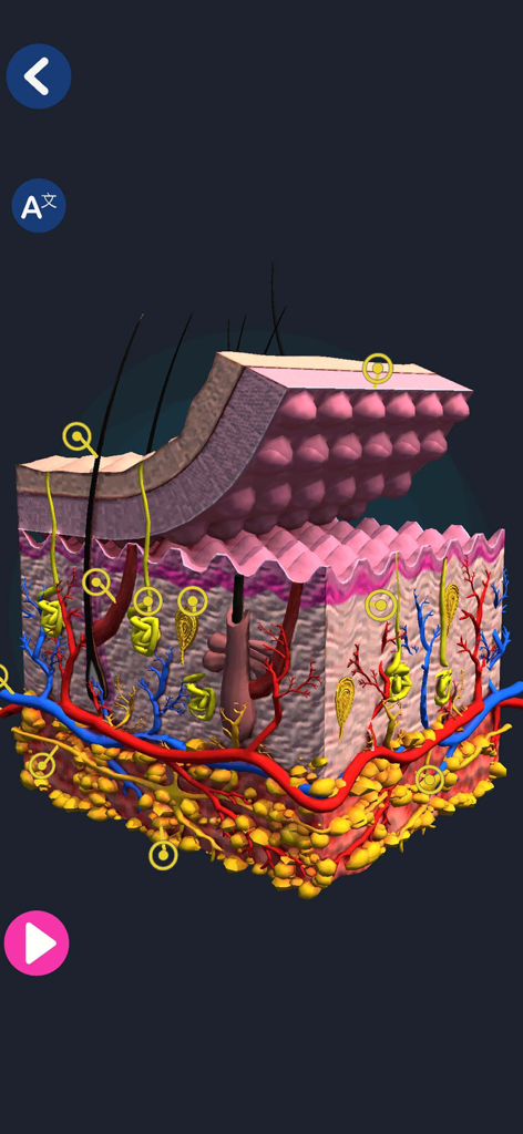 Detailed 3D cross section of human skin layers showing hair follicles and blood vessels