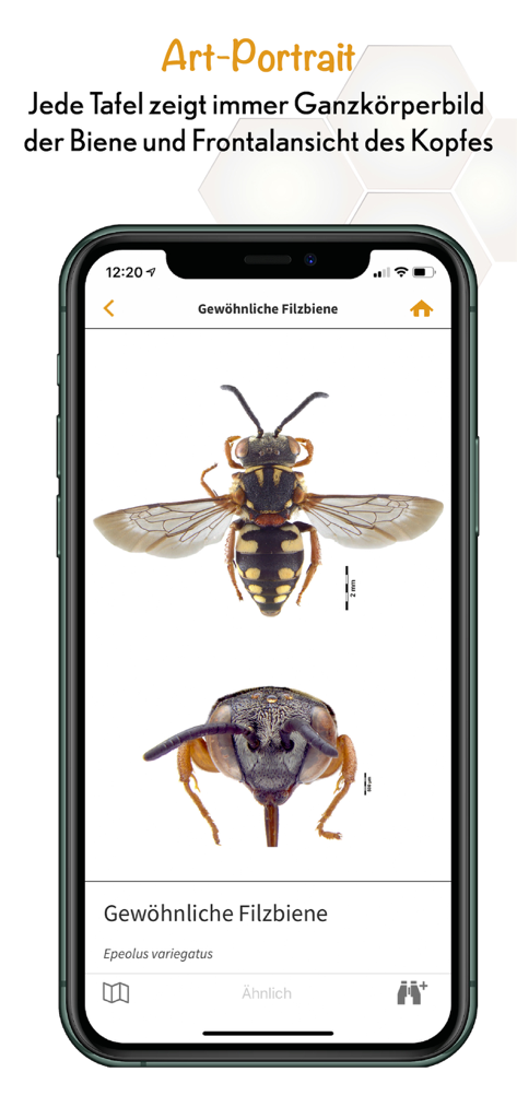 Oberfläche der Wildbienen Id App, die ein Artenprofil mit detaillierter Fotografie von Bienen anzeigt