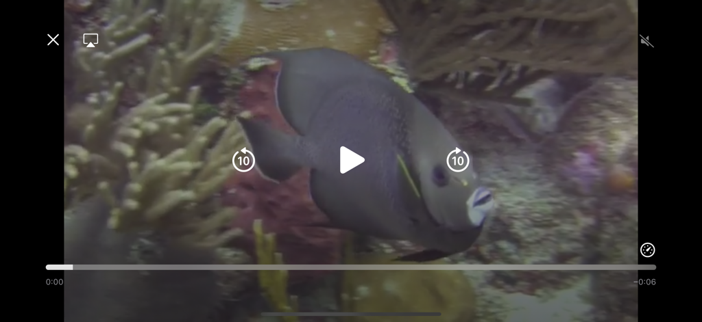 Underwater video of an angelfish swimming near a coral reef within the Reef Guide app interface