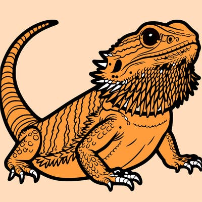 bearded dragon