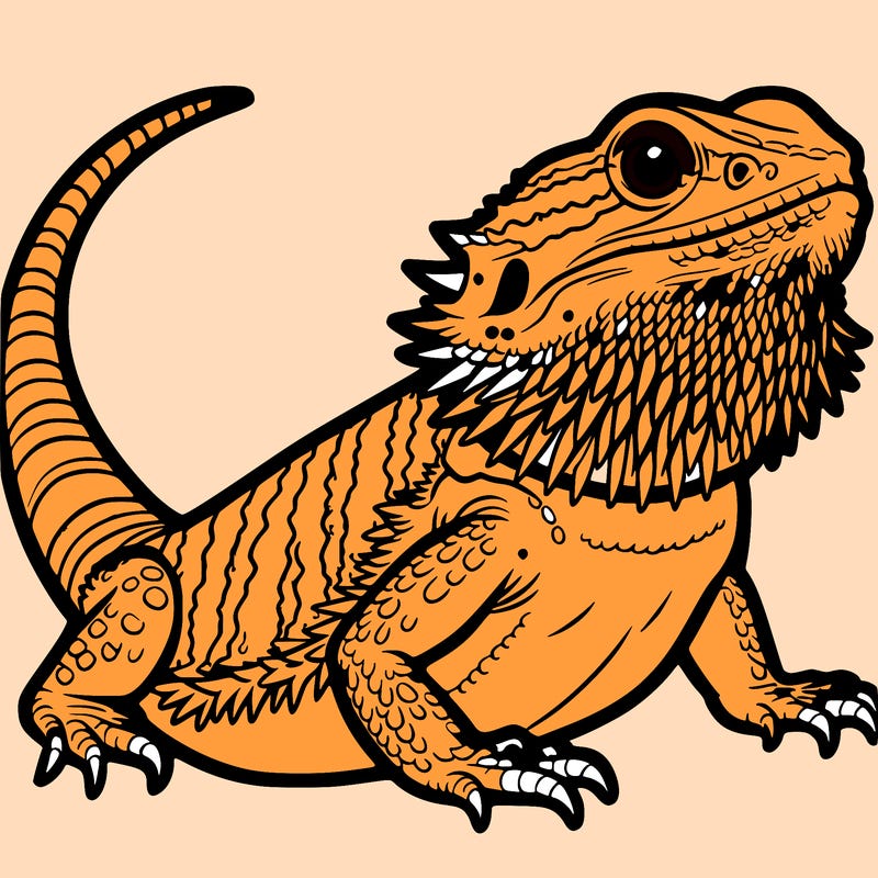 bearded dragon