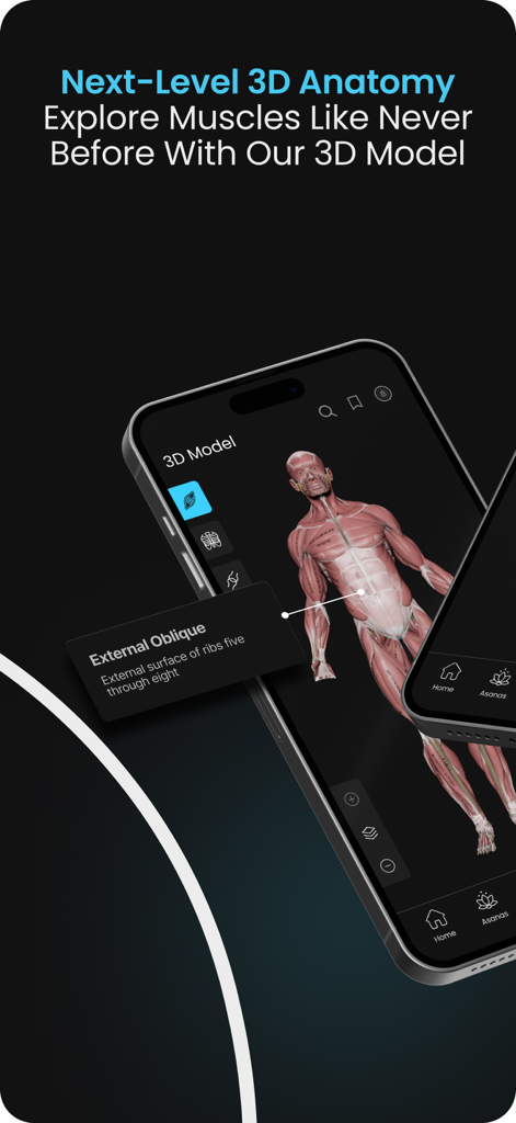 A detailed 3D human anatomy model showing muscles in the Yoga by Muscle and Motion app