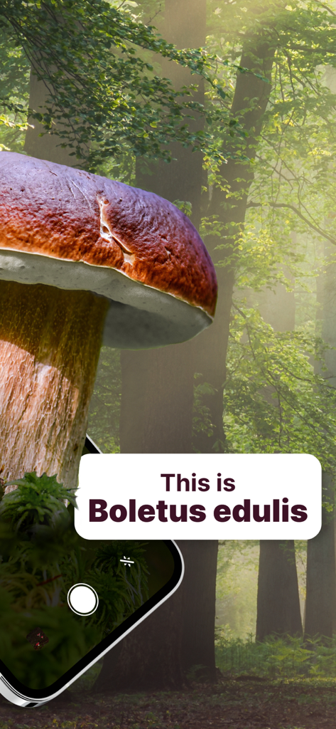 AI Mushroom Identifier App - AIキノコ識別アプリが日当たりの良い森でイグチ科のキノコを認識しています。