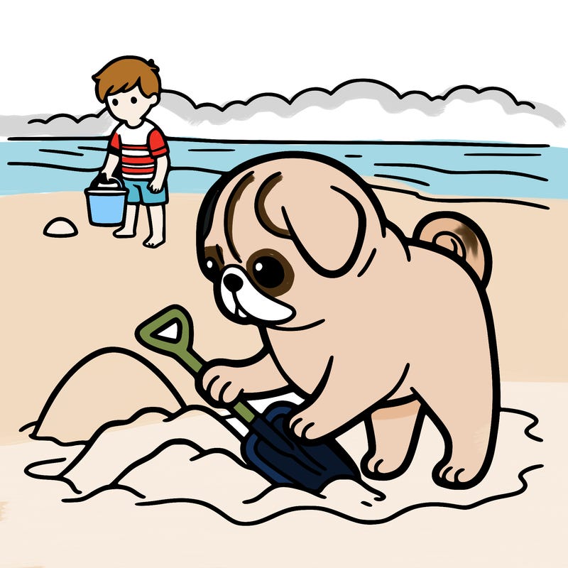 a pug with a shovel trying to dig through the sand in a beach (boy)
