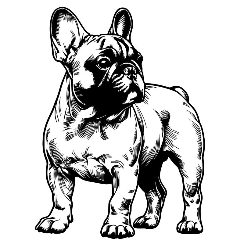 realistic french bulldog