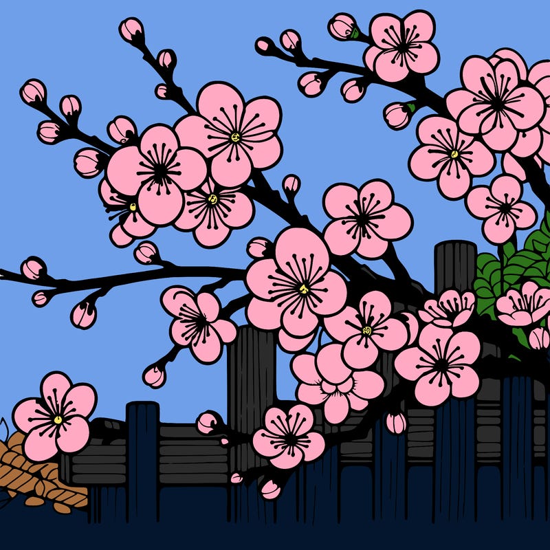 japan cherry blossom
