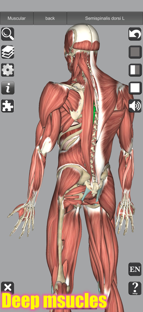 A 3D anatomical model of human back muscles showing the deep muscle layer in the anatomy app.