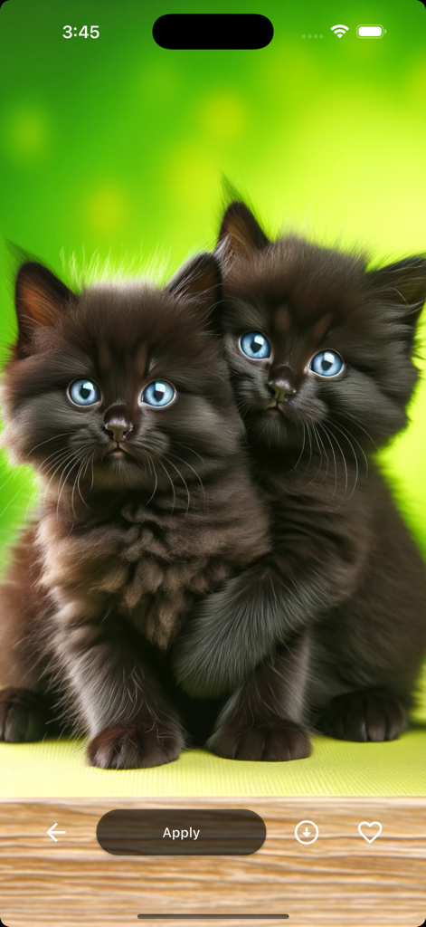Dos peludos gatitos negros con ojos azules sobre un fondo verde