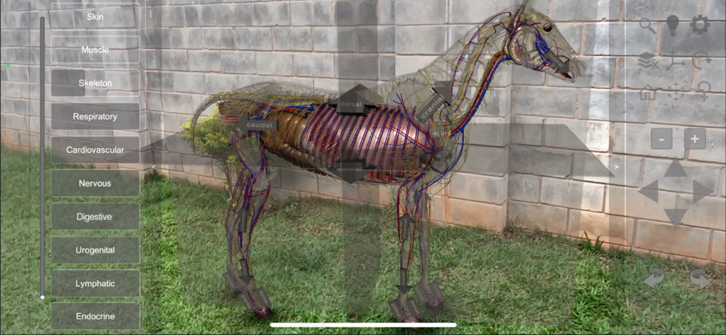 Augmented reality view of the 3D Horse Anatomy app showing internal systems on a horse model in a real world setting