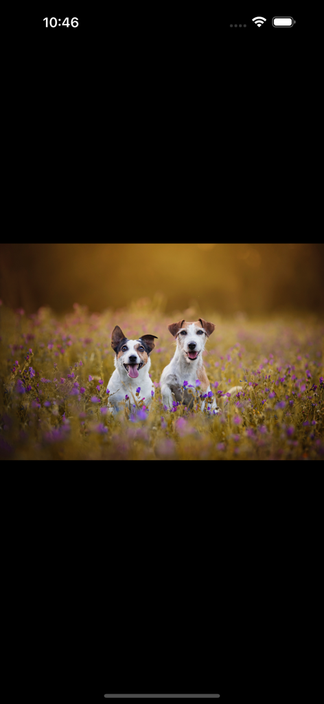 Photo Of The Day Widget - Dos perros sentados en un campo de flores púrpuras