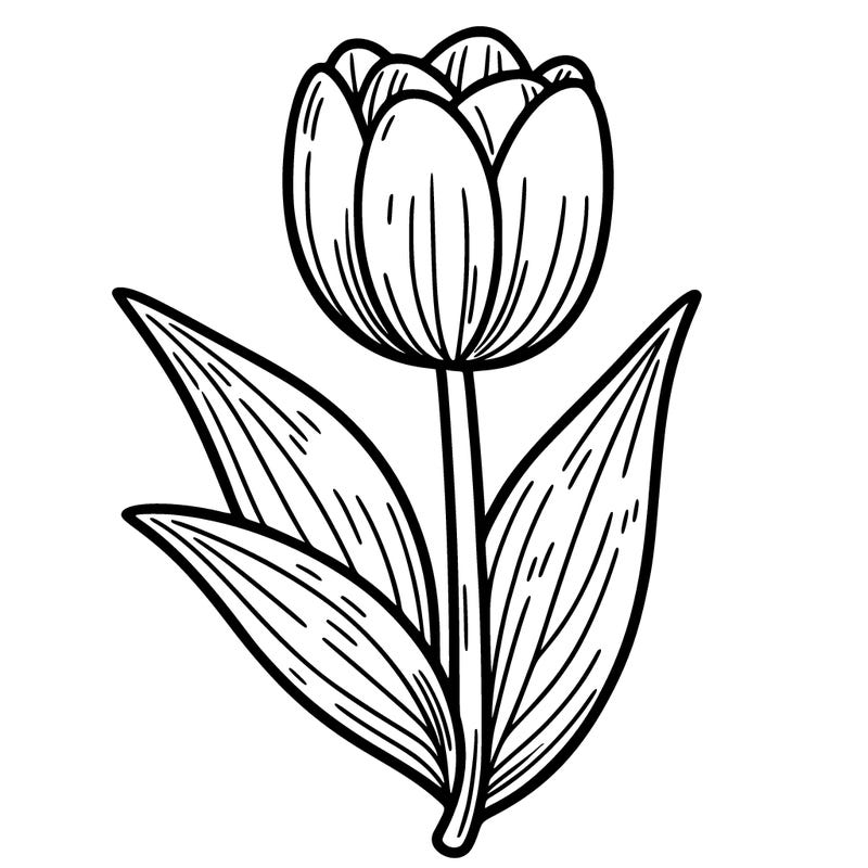 tulip