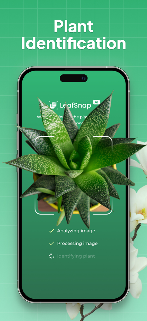 LeafSnap-App identifiziert mit KI-Technologie eine Sukkulente Pflanze