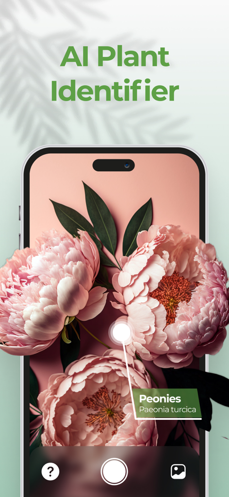 Plant AI: Scanner & Identifier - Aplicación Plant AI identificando peonías rosas en la pantalla de un smartphone