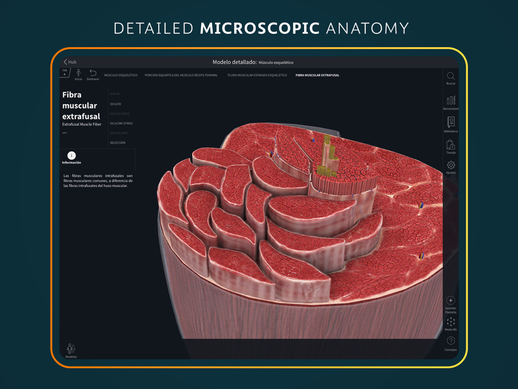 Detailed 3D microscopic model of extrafusal muscle fiber in the Complete Anatomy app