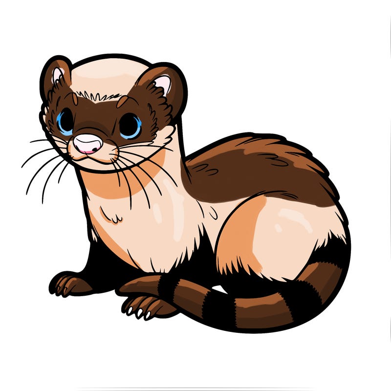 ferret
